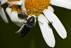 Black Click Beetle (Elateridae) (Id ?)