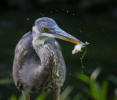 Great blue heron and a fish
