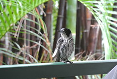 Birds - Brisbane