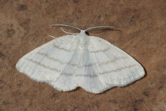 British moths: Geometridae