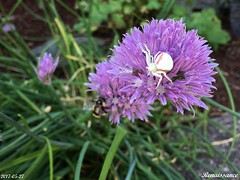 White Spider and Onion Flower