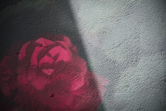 walls and roses