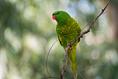 Parrots & Cockatoos