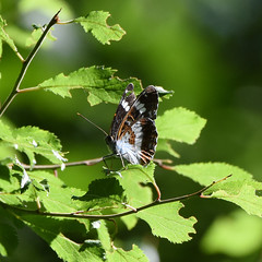 Ebernoe Common