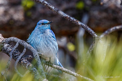 Sierra Birding - June 2017