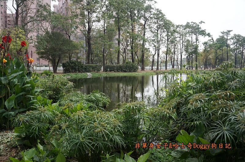 高雄鳳山景點20大東濕地公園
