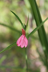 Acanthaceae