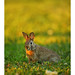 Eastern Cottontail rabbit