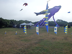 Newport kite fest 2017