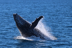 Whales in Morton Bay