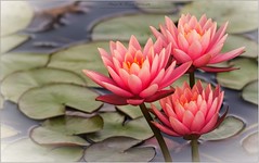 Les Jardins des Lotus