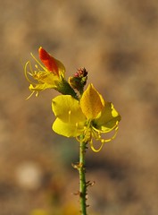 Namibia - Flora