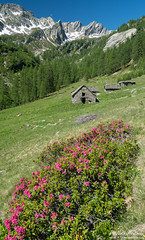 Lago Gelato, Alpe di Sfii (Sfille)