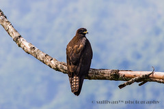 林鵰 Indian Black Eagle