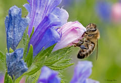 Honeybees-Apis mellifera.