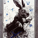 Squared eye rabbit - #NarvaloConnection