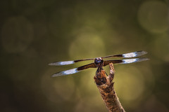 Insects - Odonata - Dragonflies, damselflies