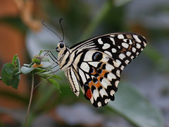 Sensational Butterflies