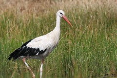 cegonha-branca - White Stork 
