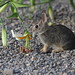 cottontail rabbit eating my lily flowers