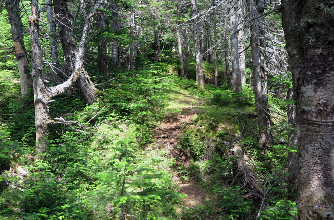 Upper Berry Picker's Trail