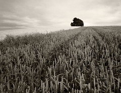 Oxfordshire Landscapes
