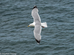 Herring gull