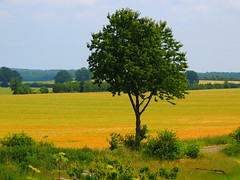 Fields, Meadow - Felder, Wiesen