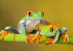 Tropical frogs