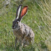 Leaping Lepus!