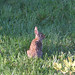 The rabbit is having breakfast at my backyard.