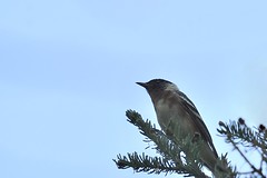 Paruline a poitrine baie / Bay-breasted Warblerl album