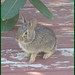 Surprise - A Bunny Rabbit