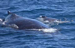 Humpback Whales at Mooloolaba