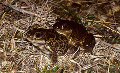 Western Spadefoot Toads (Pelobates cultripes) pair in amplexus ...