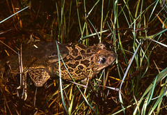 Western Spadefoot Toads (Pelobates cultripes) pair in amplexus in the pond ...