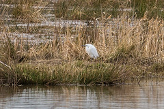 Doxey Marshes - 08-03-17