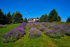 Lavender Farm Visit