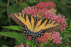 Jones Preserve Butterfly Count - 7/22/2017