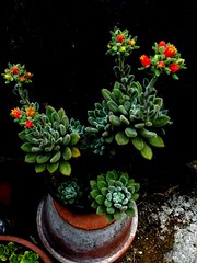succulente e cactus