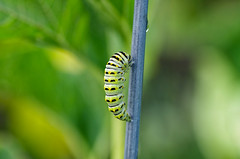 caterpillar to butterfly