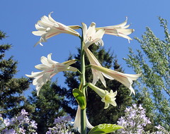 GIANT HIMALAYAN LILY  |  REFORD GARDENS