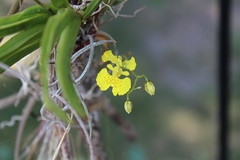 Cuban Orchids