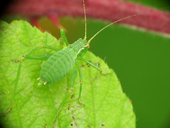 Orthoptera - Crickets & Grasshoppers