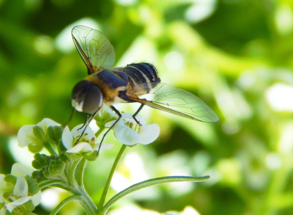 Hoverfly in Alyssum