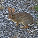 Cottontail (this little fellow hopped out in front of me and stopped as I was getting into my Jeep!!)