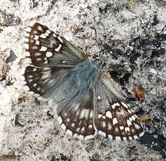 Lepidoptera 2