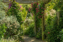 Marigold Cottage Garden