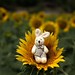 Rabbit and Sunflower