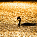 Backlit Sunset Swan